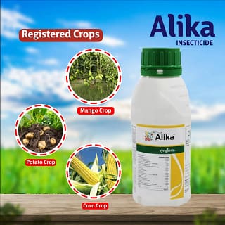 ALIKA